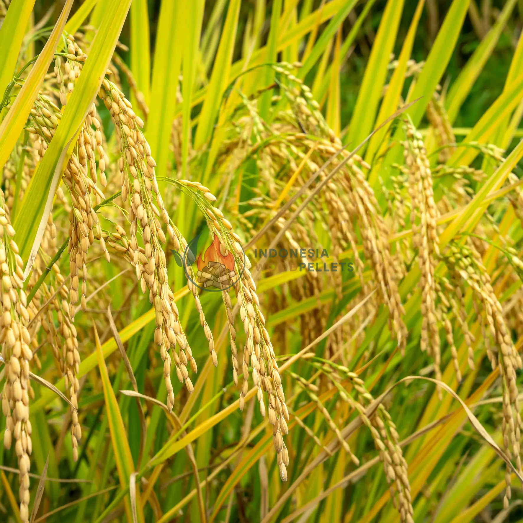 rice husk price